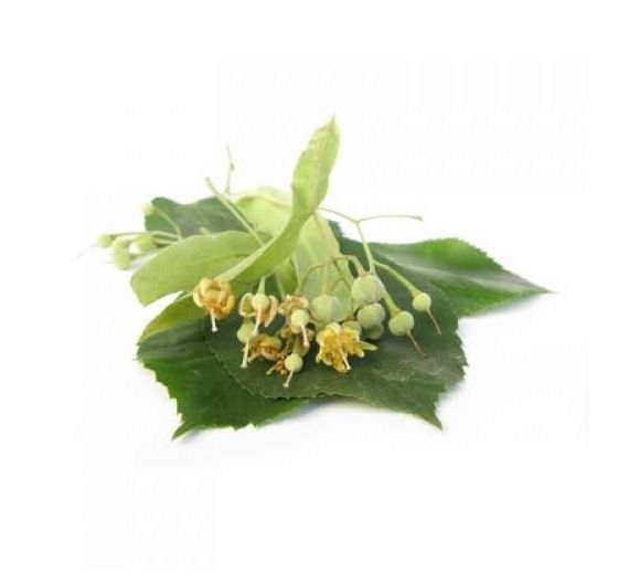 Sky Herbline Linden Flowers Sky Herbline Linden Flowers