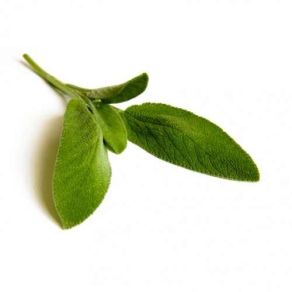Sky Herbline Sage Sky Herbline Sage