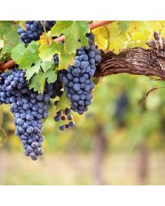 Perfumer's - Grape Candy - 15ml Arôme