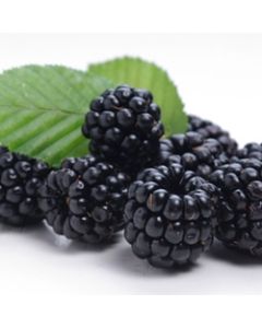 Perfumer's Blackberry 15ml Aroma