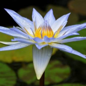 Sky Herbline Lotus bleu Sky Herbline Lotus bleu