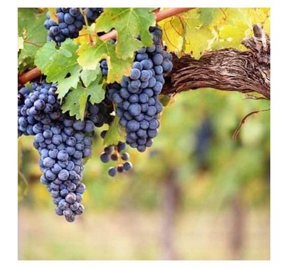 Perfumer's - Grape Candy - 15ml Arôme