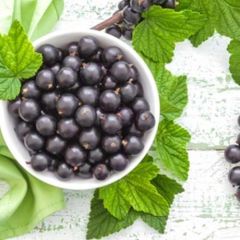 Perfumers Apprentice - Black Currant - 15ml Aroma Perfumers Apprentice - Black Currant - 15ml Aroma