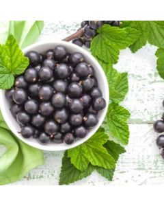 Perfumer's - Black Currant - 15ml Aroma