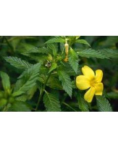 Damiana von Sky Herbline Damiana von Sky Herbline