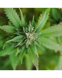 Perfumer's - Mary Jane - 15ml Aroma