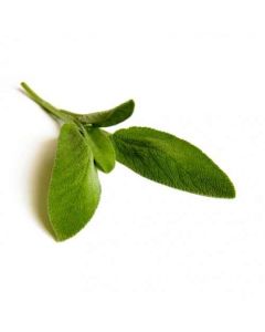 Sky Herbline Salvia Sky Herbline Salvia