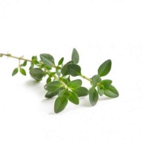 Sky Herbline Timo Sky Herbline Timo