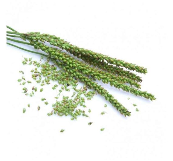 Sky Herbline Nastrino