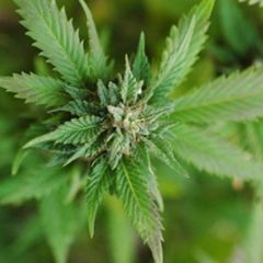 Perfumers Apprentice - Mary Jane - 15ml Aroma Perfumers Apprentice - Mary Jane - 15ml Aroma