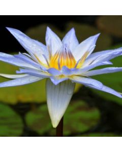 Sky Herbline Blauer Lotus Sky Herbline Blauer Lotus