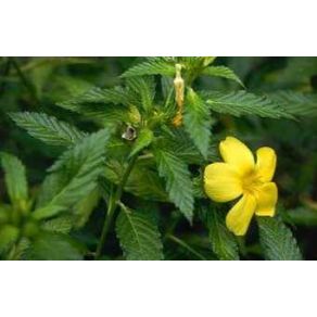 Sky Herbline Damiana Sky Herbline Damiana