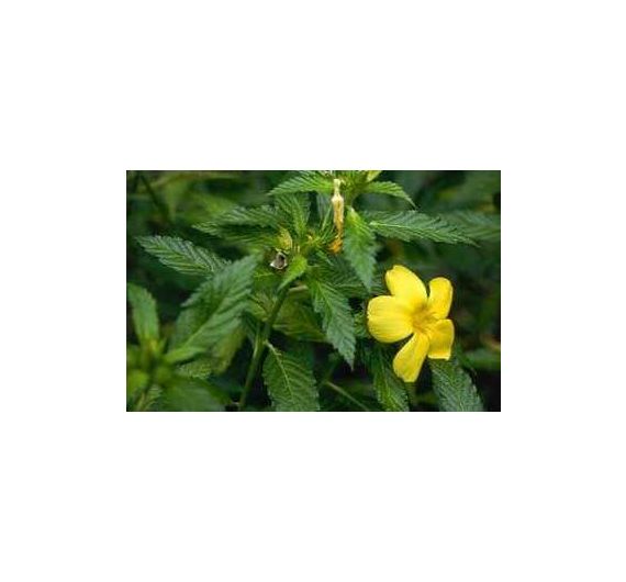 Sky Herbline Damiana