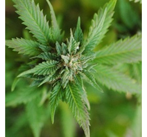 Perfumers Apprentice - Mary Jane - 15ml Aroma Perfumers Apprentice - Mary Jane - 15ml Aroma