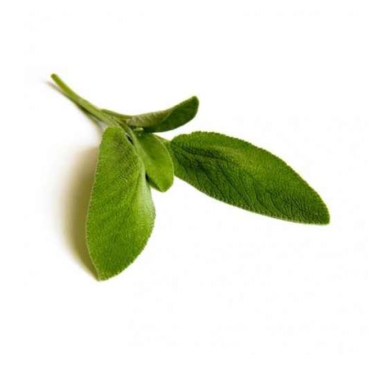 Sky Herbline Salbei Sky Herbline Salbei