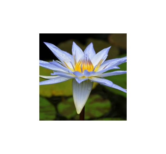 Sky Herbline Blauer Lotus Sky Herbline Blauer Lotus